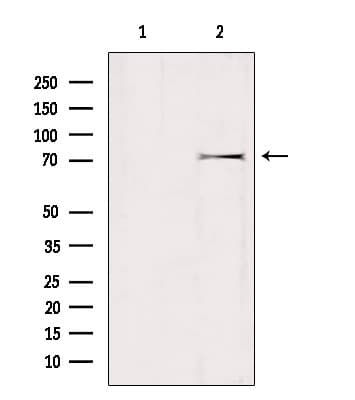 Polyclonal Rabbit anti-Human GTPBP1 / GP1 Antibody (WB)