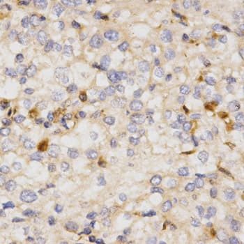 NFE2L2 / NRF2 Antibody
