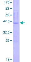 Human IMMP1L Protein (Recombinant GST)