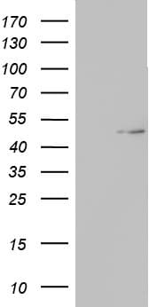 TIPIN Antibody (clone OTI2H6, Carrier-free)