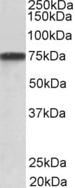 GRN / Granulin Antibody (aa248-259)