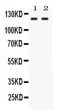 LRIG3 Antibody