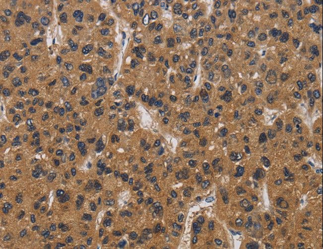 E2F4 Antibody