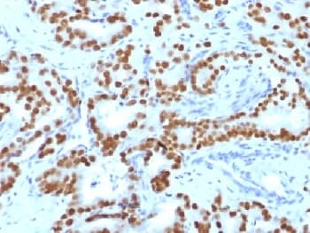 Monoclonal Mouse anti-Human FOXA1 Antibody (clone FOXA1/1519, Azide-free,BSA-free, IHC, IF)