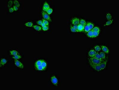 ATAD3B Antibody (aa1-240)