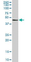Monoclonal Mouse anti-Human TADA2B Antibody (clone 1C8, WB)