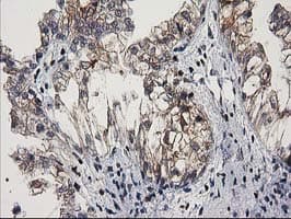 MEF2C Antibody (clone OTI4F7)