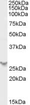 IHC-plus™ Polyclonal Goat anti-Human PSME2 Antibody (aa223-236, IHC, WB)