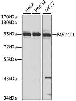 MAD1L1 / MAD1 Antibody