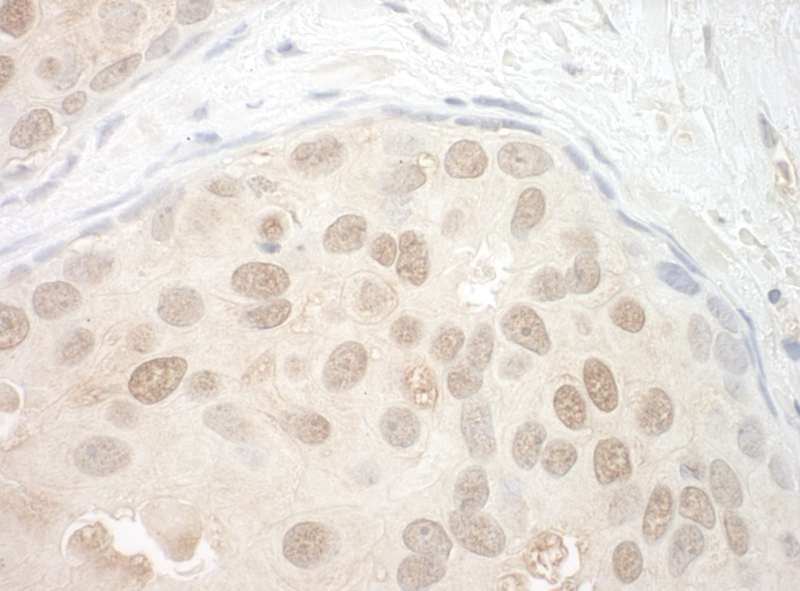 ORC2L / ORC2 Antibody (aa150-200)