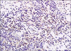 CD19 Antibody
