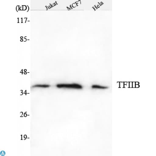 TFIIB Antibody