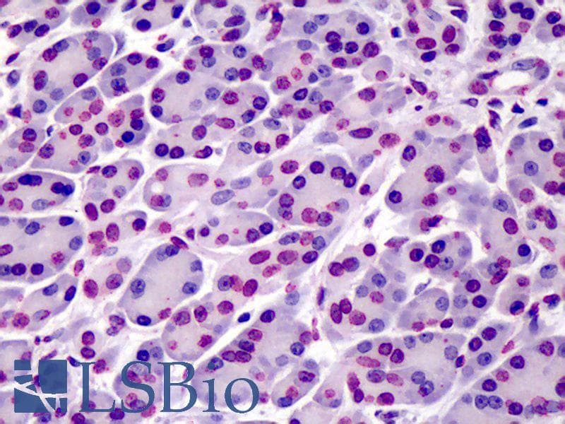 BAP1 Antibody (clone 1G8, DY650)