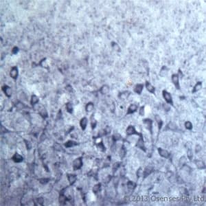 SEC22B Antibody (aa2-50)