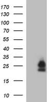 BID Antibody (clone OTI3A10)