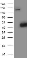 SMS / Spermine Synthase Antibody (clone OTI5C12)