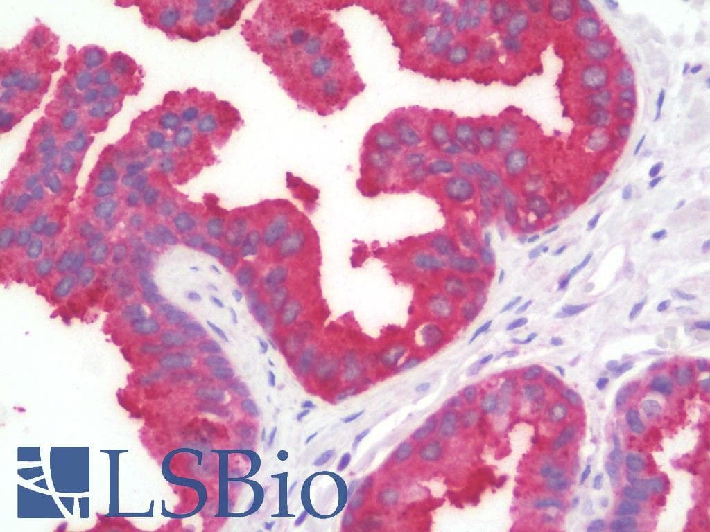 PathPlus™ Polyclonal Rabbit anti-Human DDC / DOPA Decarboxylase Antibody (IHC, IF, WB)