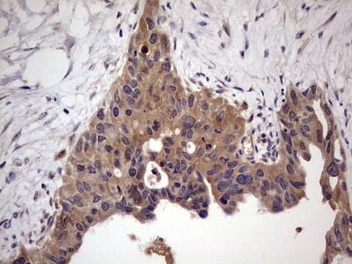 UFD1L Antibody (clone OTI8G6)