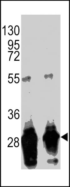 Monoclonal Mouse GFP Tag Antibody (WB)