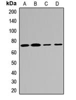 MTMR2 Antibody