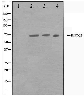 HEC1 / NDC80 Antibody
