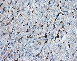 PSMC3 Antibody (clone OTI10D12)