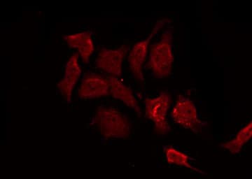 APC Antibody