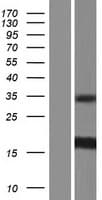 ISCU Protein (Over-Expression Lysate Myc-DDK (Flag))
