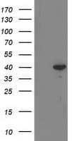 RTN4IP1 / NIMP Antibody (clone OTI3B2)