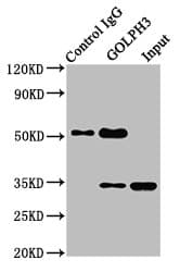 Polyclonal Rabbit anti-Human GOLPH3 Antibody (IHC, WB)