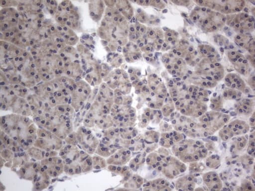 DDOST / OST48 Antibody (aa131-378, clone OTI2B4)