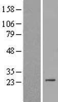 HSpc24 / SPBC24 Protein (Over-Expression Lysate Myc-DDK (Flag))