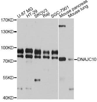 DNAJC10 Antibody