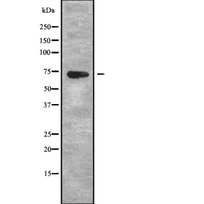 PAOX / PAO Antibody