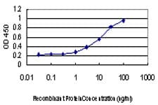 RAB6A / RAB6 Antibody (clone 3G3)