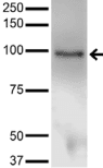 Monoclonal Mouse anti-Mouse ATXN1 / SCA1 Antibody (clone S65-37, IF, WB)