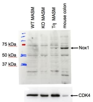 IHC-plus™ NOX1 Antibody (aa490-502)