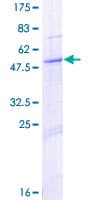 Human PEX11B Protein (Recombinant GST)