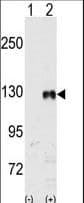 Polyclonal Rabbit anti-Human EPHB1 / EPH Receptor B1 Antibody (WB)
