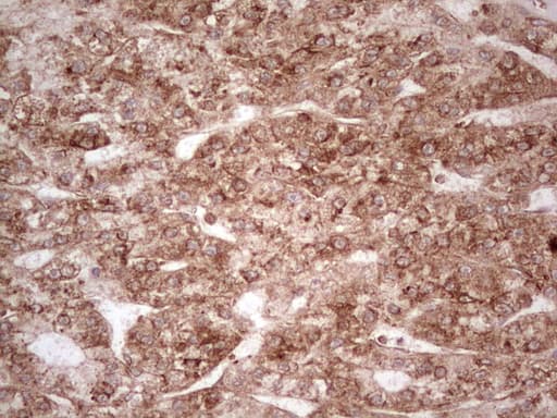 Monoclonal Mouse anti-Human WIBG Antibody (clone OTI5E2, IHC, WB)