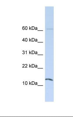HINT / HINT1 Antibody (aa38-87)