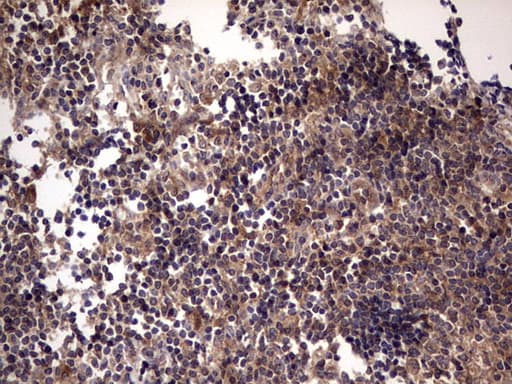 UFD1L Antibody (clone OTI8G6)