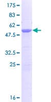 Human CYB5D1 Protein (Recombinant GST)