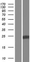 LNP1 Protein (Over-Expression Lysate Myc-DDK (Flag))