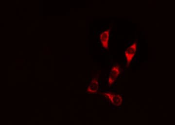 CASP9 / Caspase 9 Antibody