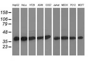 DNAJA2 Antibody (clone OTI3H10)