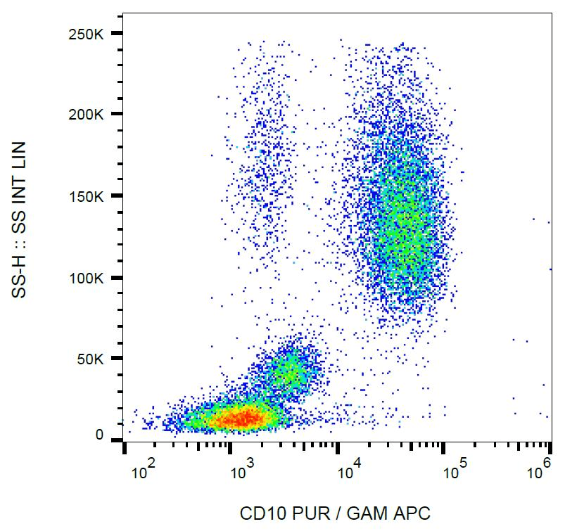 MME / CD10 Antibody (clone LT10)
