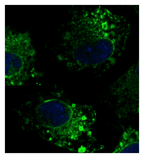PathPlus™ Polyclonal Goat anti-Human CANX / Calnexin Antibody (C-Terminus, IHC, IF, WB)