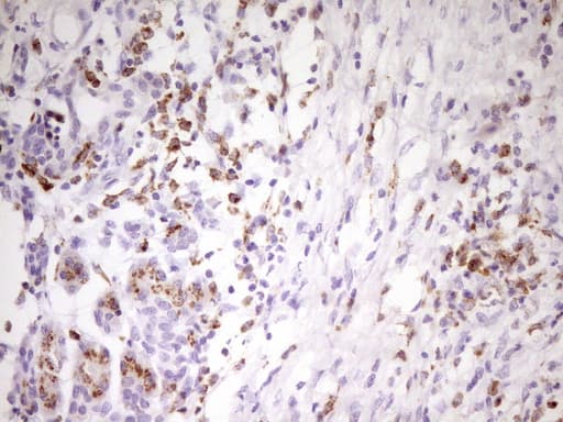 APOBR / APOB48R Antibody (aa780-1088, clone OTI1B1, Carrier-free)