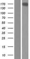 ARHGEF40 / SOLO Protein (Over-Expression Lysate Myc-DDK (Flag))